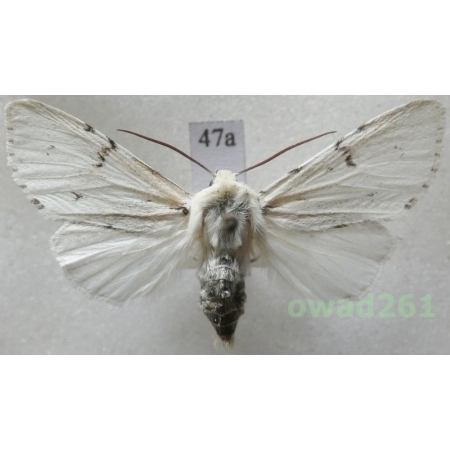 Acronicta leporina (Linnaeus, 1758) Czech47a